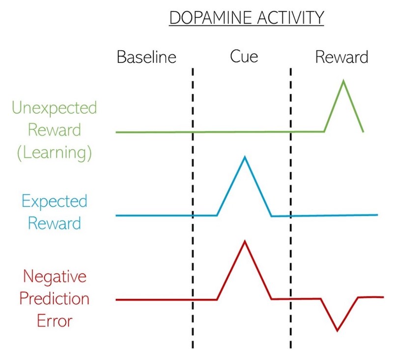 多巴胺 (Dopamine) 的活動機制